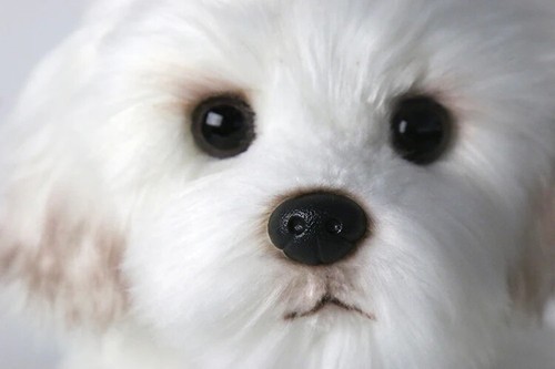 Cute Maltese Plush Toy Puppy Dog Simulation Pet Fluffy Baby Dolls Birthday Gifts - Picture 11 of 13