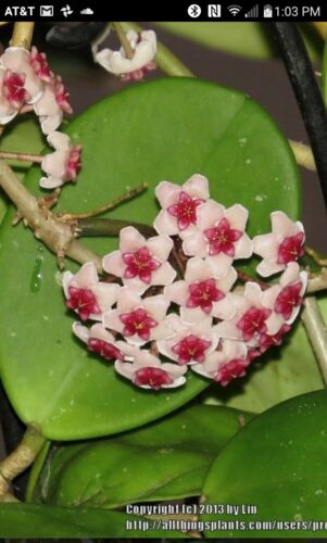 2 node cutting Hoya obovata X carnosa hybrid roots very easy FREE SHIPPING