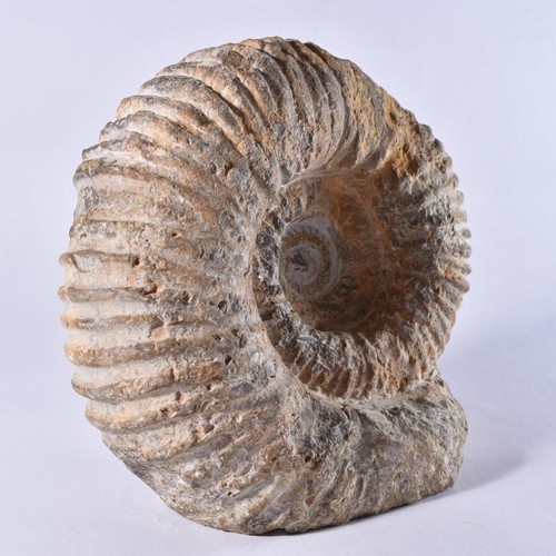 A Grade, Large Fossil Natural Acanthoceras Ammonite Cretaceous Morocco 146 MYO - Picture 24 of 40