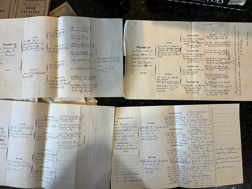 Lote de papeles pedigrí paloma de colección años 50 Philadelphia Area único en su clase único - Imagen 5 de 11