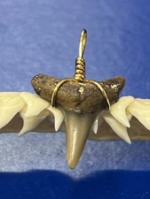 SHARK TOOTH PENDANT Fossilized 3/4 Inch Lower LEMON Shark Tooth 