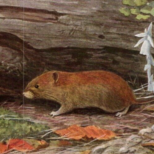 Antique Louis A. Fuertes Art: National Geo: Red-Backed Mouse & Rufous Tree Mouse - Picture 4 of 5