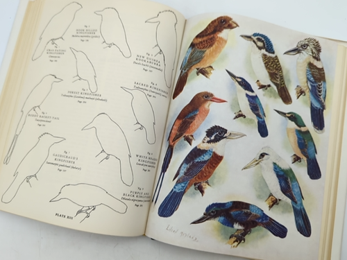 Birds Of New Guinea by Tom Iredale (Hardcover, Volume 1, 1956) 1st Edition - Imagen 3 de 6