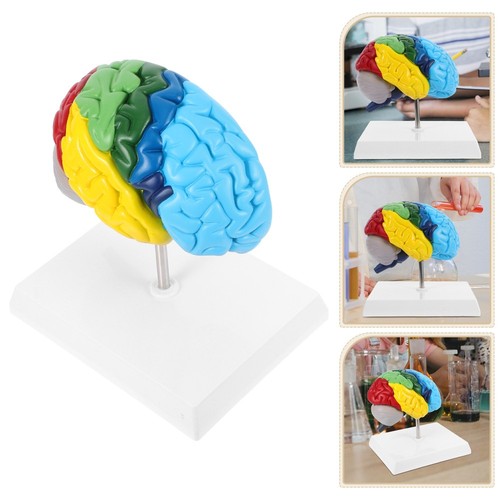 Brain Model Human Anatomy Medical for Kids Child Structures 3d