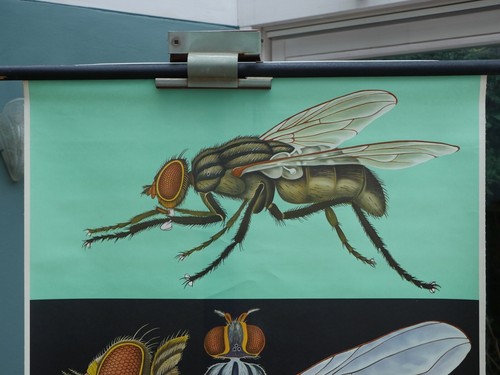 VINTAGE | SCHULWANDKARTE STUBENFLIEGE HOUSEFLY KOCH QUENTELL | SCHOOL CHART 1972 - Bild 3 von 8