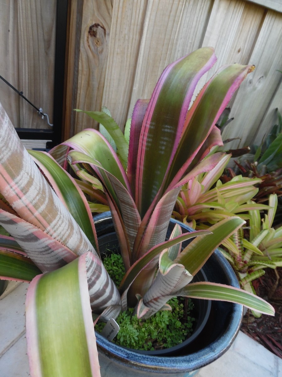 ブロメリア・エアープランツ Billbergia Vittata Ralph Graham French Billbergia vittata 'Ralph Graham French' – Rainforest Flora