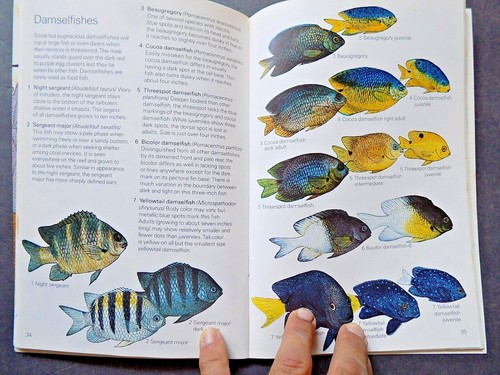 LOT # 3A - TWO FIELD GUIDES TO FISH AND MARINE CREATURES OF THE US - Picture 6 of 12