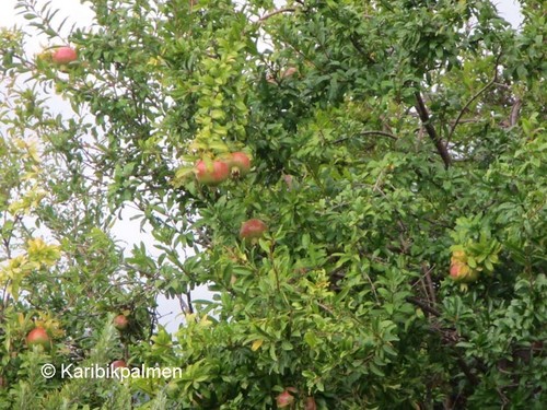 Punica granatum 'Wonderful'- Riesen-Granatapfel - Pflanze 100-120cm -12° Frost - Bild 4 von 4
