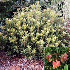 Arbutus unedo MERCURIUS® 'Bocarm' / Arbousier compacte / Godet / Fruitier
