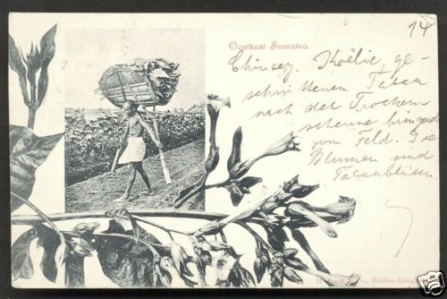 Man Tobacco Leaves Sumatra Indonesia 2 stamps 1900 - Picture 1 of 2