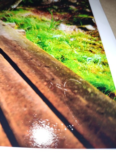 Balancing Act Photograph by Ericka Markley - 13"x19" - Picture 6 of 8