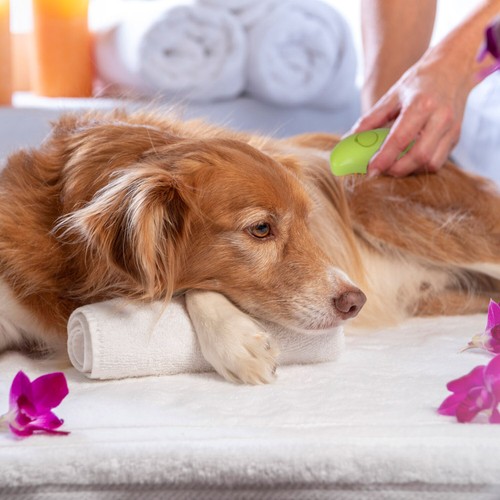 USB Rechargeable Massage Steam Brush Pet Hair Cleaning Brush Comb for Cats Dogs - Picture 12 of 15