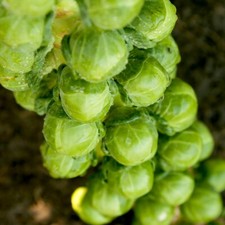 Brussel Sprout Cryptus F1 1x Seed Packet High-Yield Easy-Growing Sturdy By T&M
