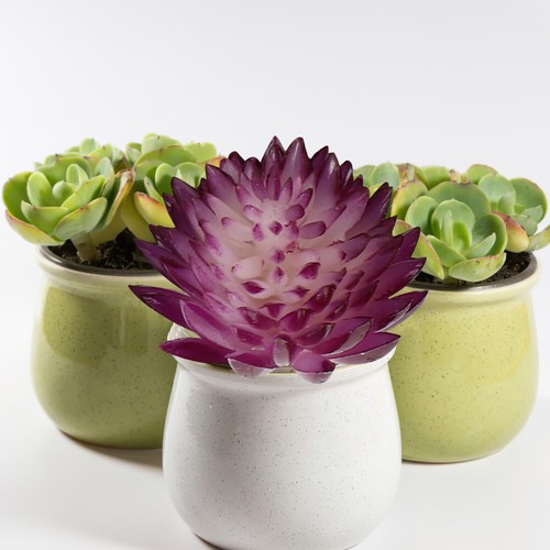 6PCS Simulated Succulent Plants Lifelike Desktop Adornments Plant Ornaments - Picture 2 of 12