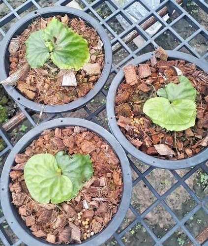 Planta Staghorn Fern Platycerium madagascariense + Certificado Fitosanitario - Imagen 7 de 7