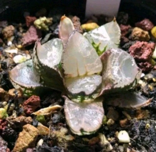 Haworthia Ice Queen / Ice Kirin Mutant about 4cm Succulent - Picture 2 of 2