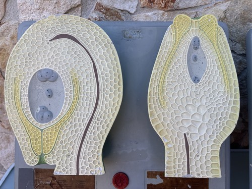 Coppia Di Modelli Dadattici Paravia - Botanico E Pianta Erbacea - Foto 4 di 16