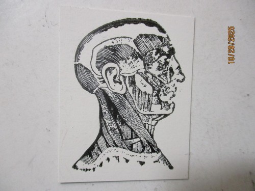 Printing Letterpress Printer Type Block Human Head w Visible Muscles Tendons - Picture 2 of 6