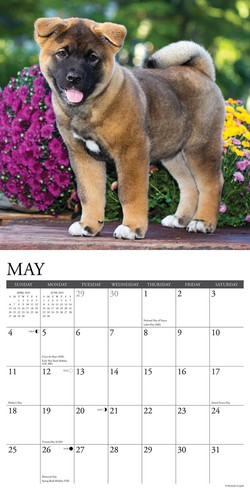 Akitas 2025 calendario da parete 12"" x 12"" (spedizione gratuita) - Foto 3 di 5