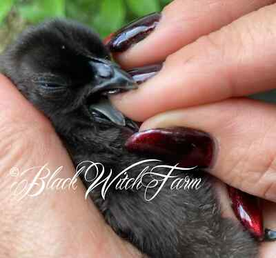 #ad 6 All Black Ayam Cemani Fertile Hatching Eggs NPIP Avian Influenza Free Farm $105.00