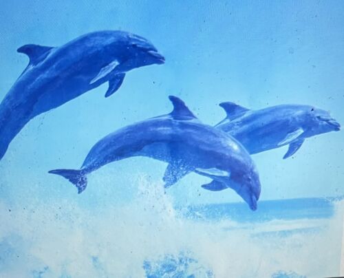 Dolphin Nautical Tropical PEVA Chloride-Free Shower Curtain by Mainstays New - Picture 3 of 6