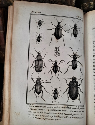 1804 BUFFON - NATURAL HISTORY OF CRUSTACEANS AND INSECTS With Engravings - Picture 17 of 24