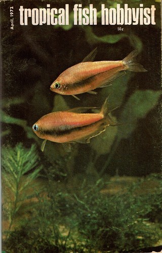 Tropical Fish Hobbyist Magazine - April 1972 - Picture 1 of 2