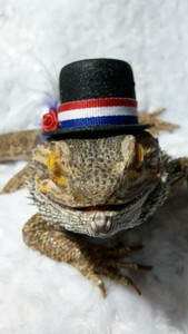 Dragon-Wings-and-Things-Bearded-Dragon-Small-Pet-Harnesses-Costume-Top-Hat