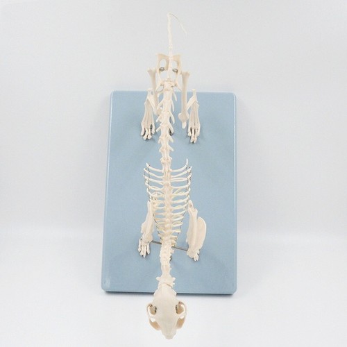 50*23*23cm/20*9*9" Katze Skelett Modell Veterinär Lehre Haustier Klinik Display - Bild 3 von 11