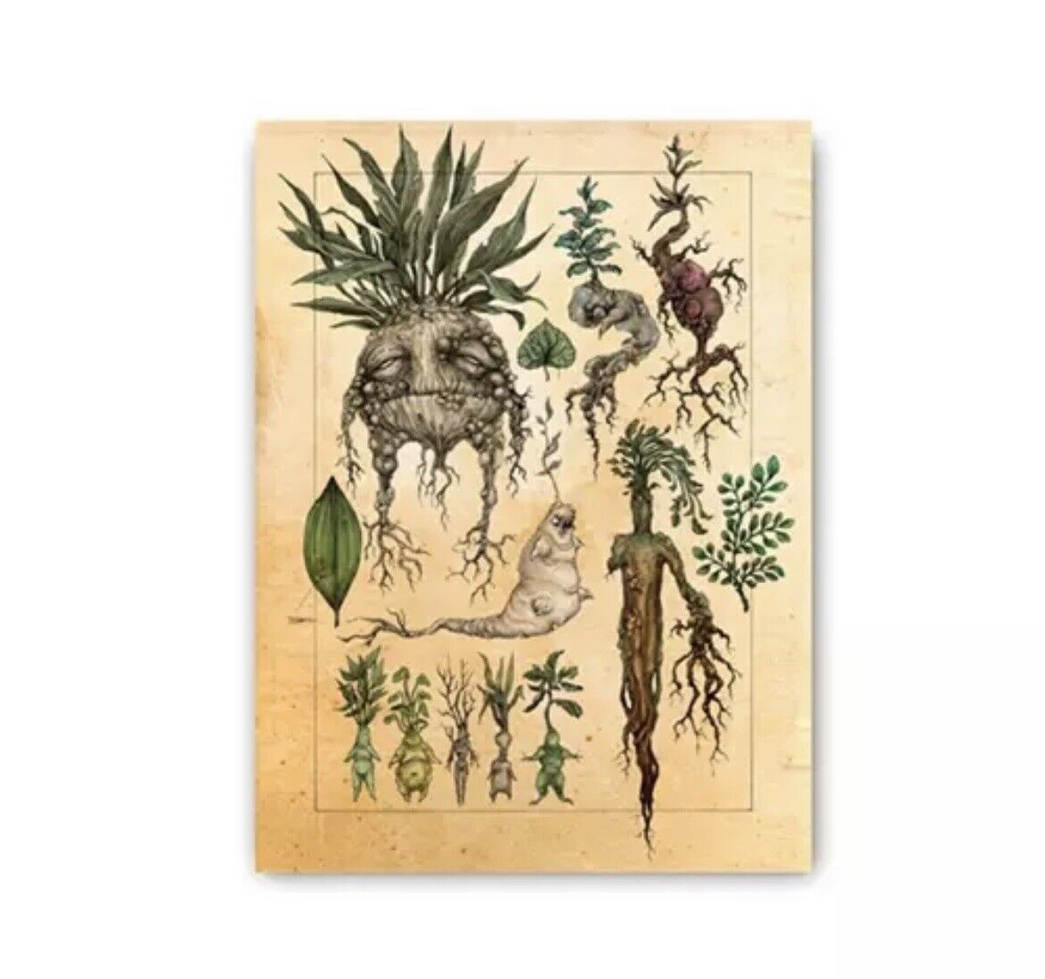 Poster The Mandrake - Herbology