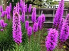 10x Liatris Spicata Violet Blazing Stars Bulbs Gayfeather Garden Perennial Plant