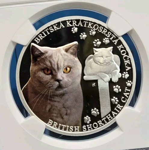 2024 NIUE $1 BRITISH SHORTHAIR CAT - COLORIZED - NGC PF70 FR UC 999 SILVER COIN - Picture 3 of 12