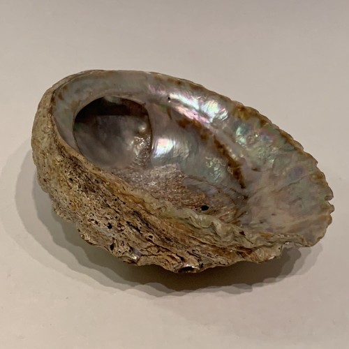 Natural Abalone Mother of Pearl Seashell Haliotis Pacific Ocean 6” - Picture 11 of 14
