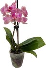 Phalaenopsis Temperate Orchids