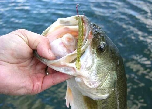 75 pz 5" verme stile Senko - ANGURIA PEARL LAM/BABY BASS - PROFUMO E SALE - USA - Foto 3 di 9