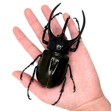 Chalcosoma atlas XL beetle UNMOUNTED/PACKAGED