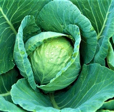 All Seasons Cabbage Seeds 300+ Seeds  NON-GMO--BUY 4 ITEMS FREE SHIPPING!!!!!!
