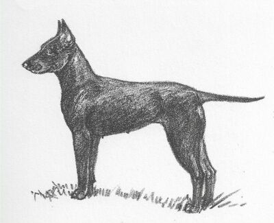 Manchester Terrier - CUSTOM MATTED - 1962 Vintage Dog Art Print - Cook