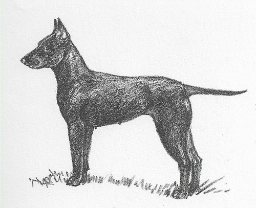 Manchester Terrier - CUSTOM MATTED - 1962 Vintage Dog Art Print - Cook