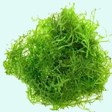Buy 2 get 1 free Java Moss Live Aquarium Plant 2 OZ CUPsss FREESHIPPPPPP