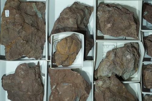 Konvolut Fossiliensammlung | Trilobiten | Ordovizium | Hällekis, Schweden #L1236 - Bild 3 von 14