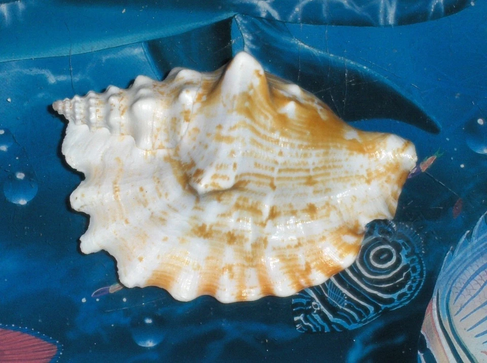 3-1/2 to 5" STROMBUS SINUATUS SEA SHELL BEACH DECOR AQUARIUM TROPICAL A4 - Image 3 of 4