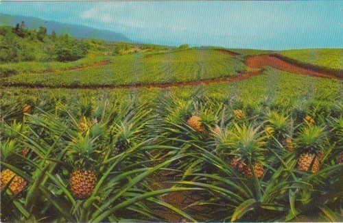Dole Pineapple Field, Hawaii