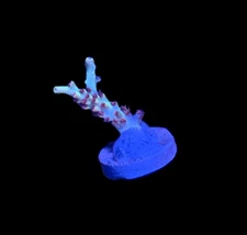 WYSIWYG Strawberry Shortcake ACropora Coral