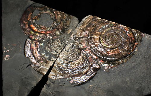 Split pair of large iridescent Psiloceras ammonite fossil display pieces mineral - Foto 1 di 12