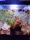 125+ Ramshorn Snails Colony& Free Food, 2-3 Day Express Ship algae eaters Puffer