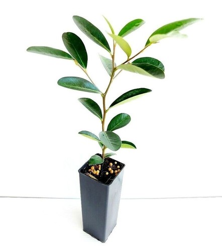 3 X NATIVE PERSIMMON PLANT,DIOSPYROS AUSTRALIS,BUSH TUCKER,BLACK PLUM FRUIT TREE - Picture 3 of 8