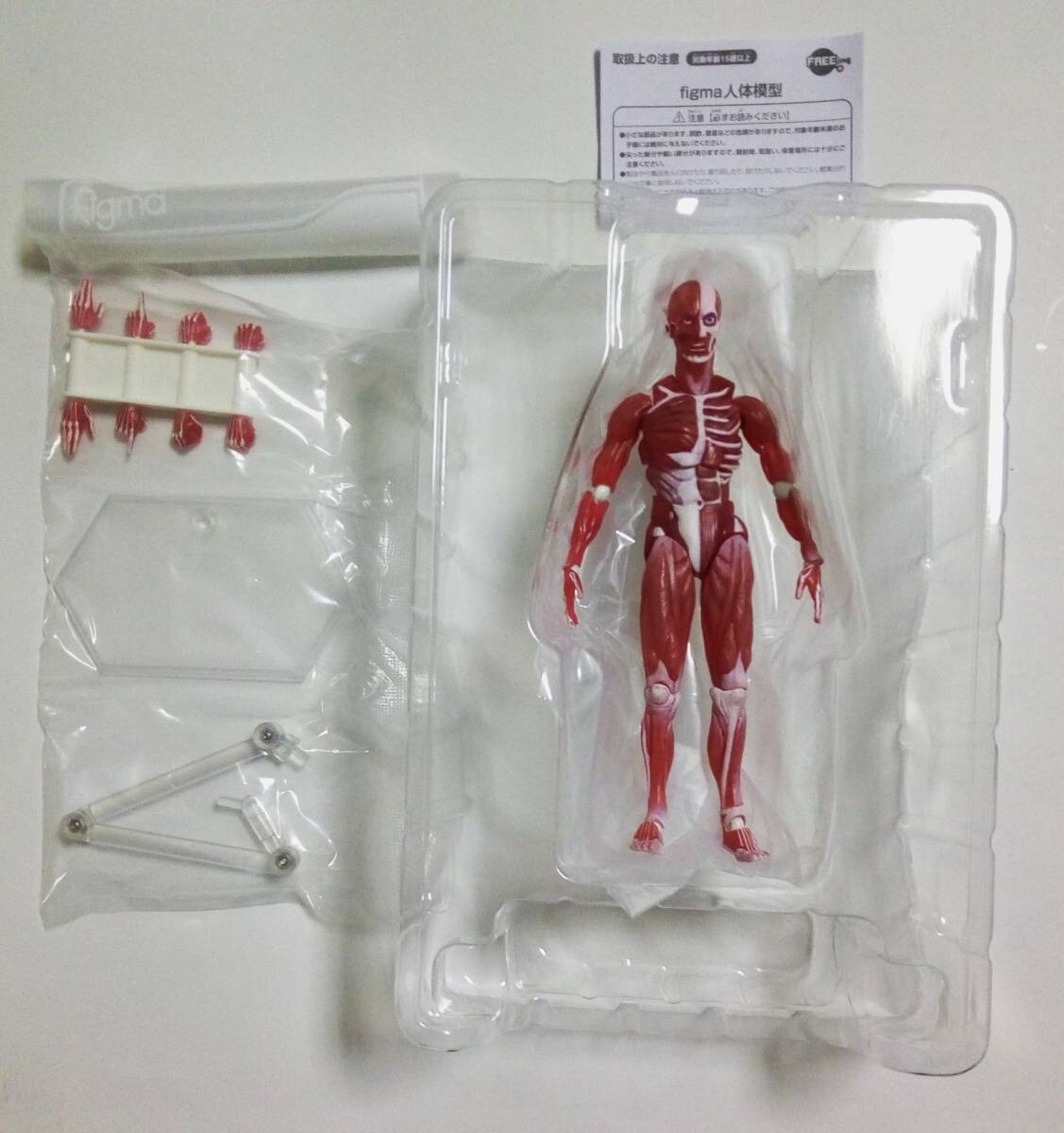 figma 人体模型 FREEing figma human anatomical models Action Figure From