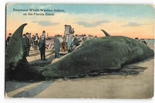 Postcard Enormous Whale Washed Ashore, on the Florida Coast VTG VPC02.