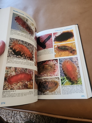 Nudibranch & Sea Slug Identification Indo-Pacific Ocean Gosliner Valdes Behrens - Picture 10 of 17